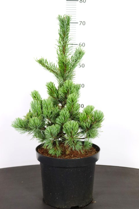 Pinus parv. &