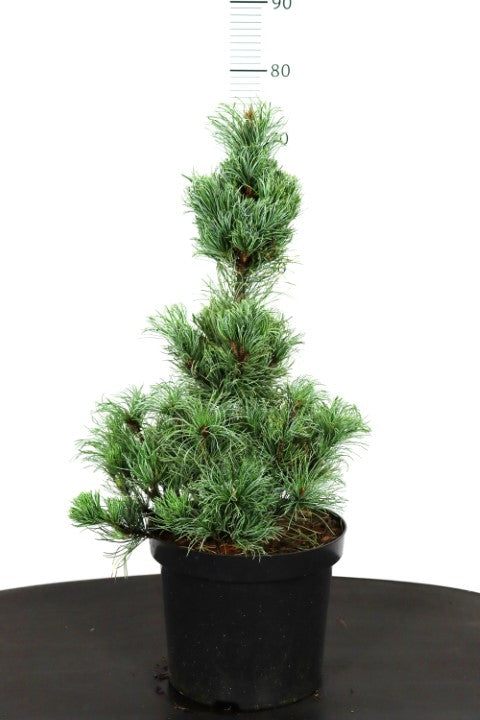 Pinus parviflora &