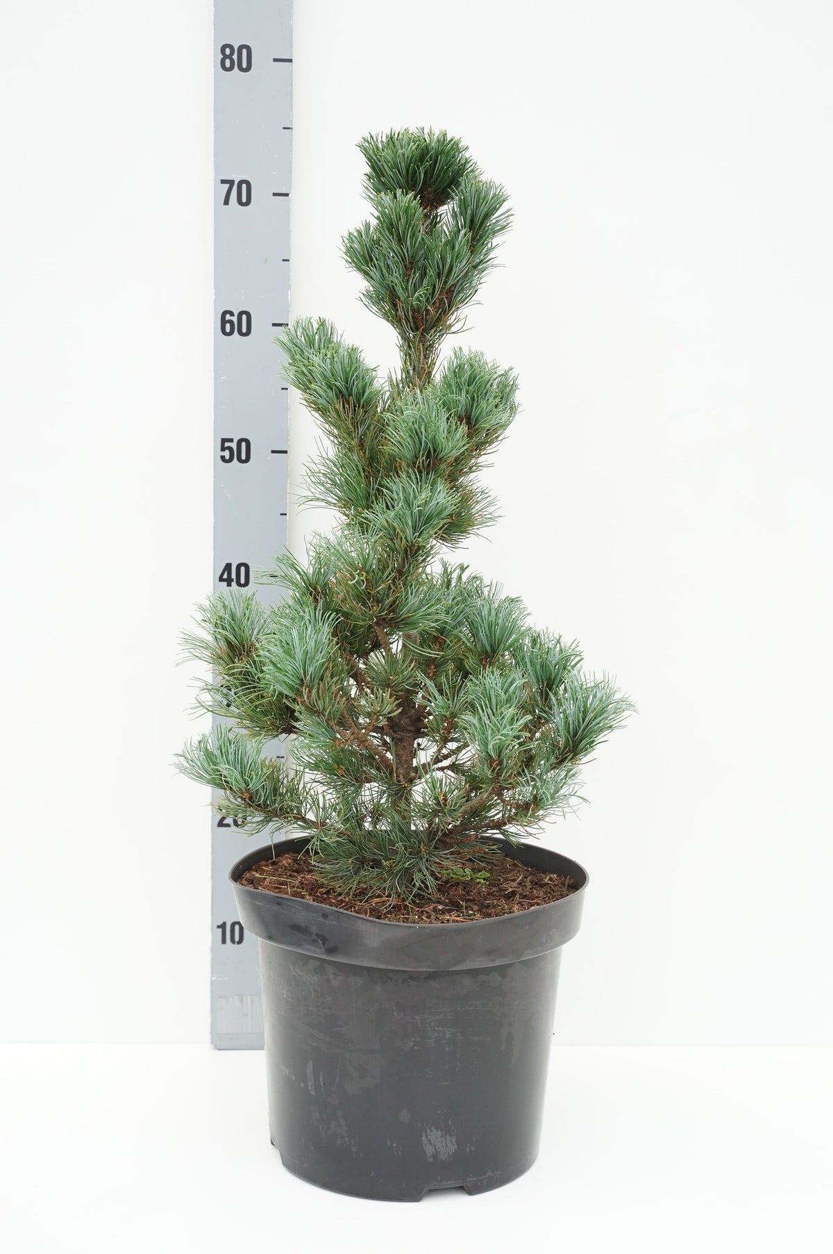 Pinus parviflora &
