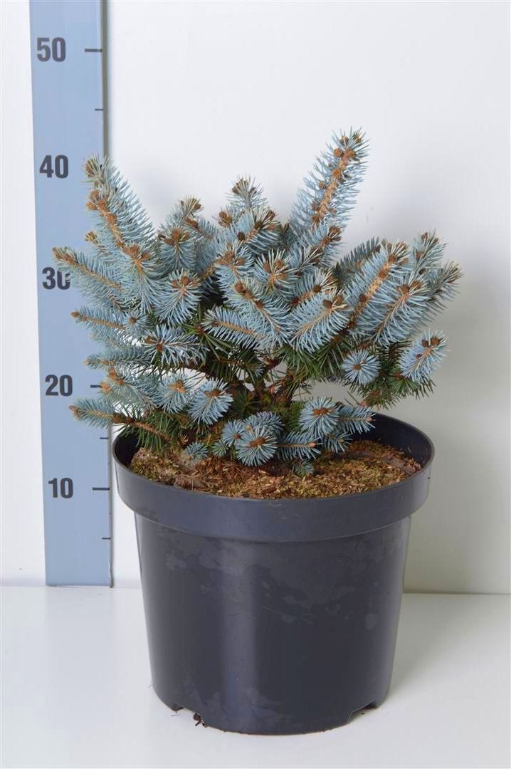 Picea pungens &