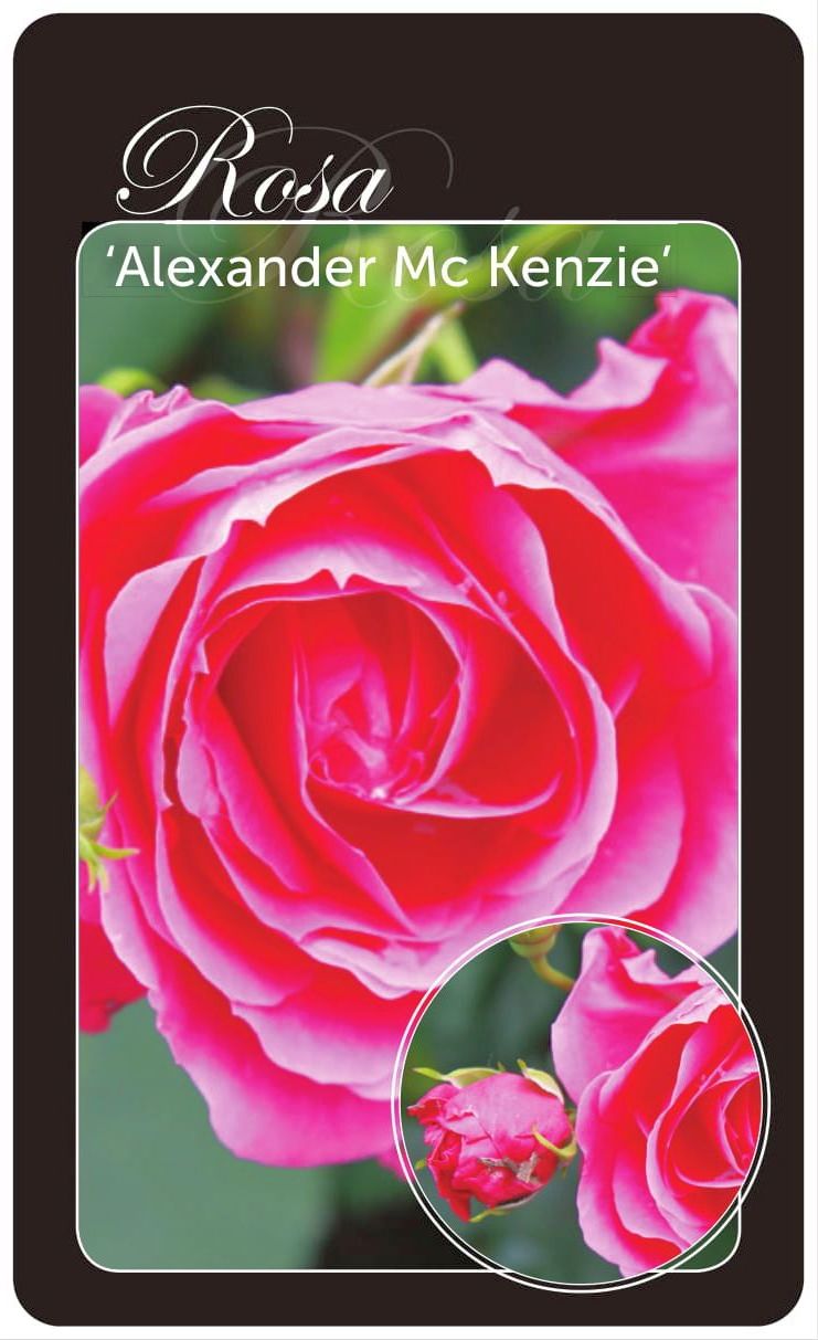 Rosa (H) &
