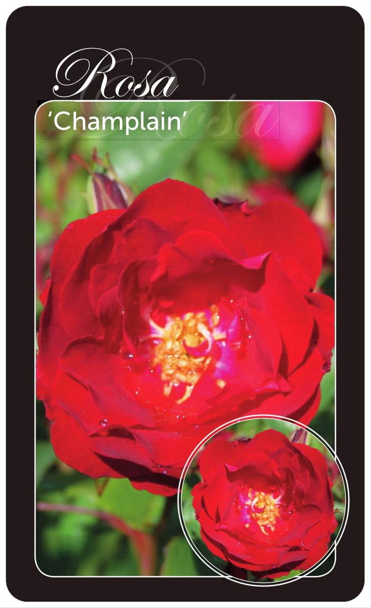 Rosa &