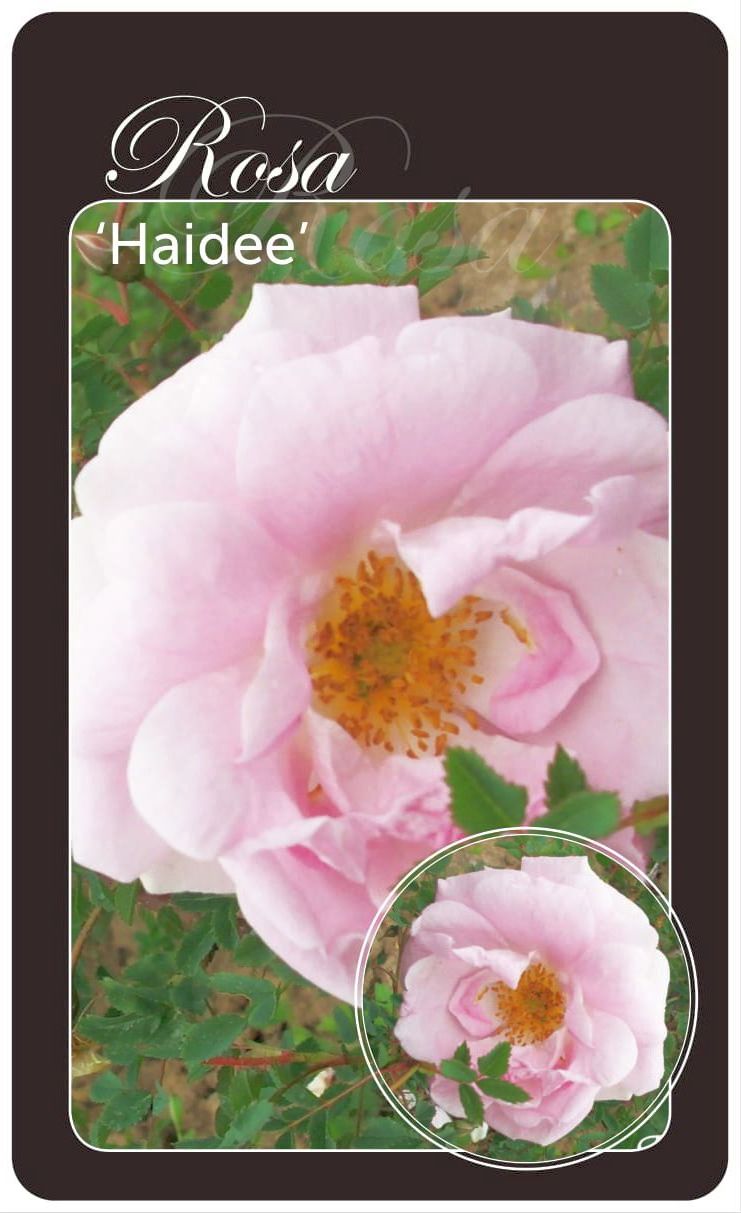 Rosa (H) &