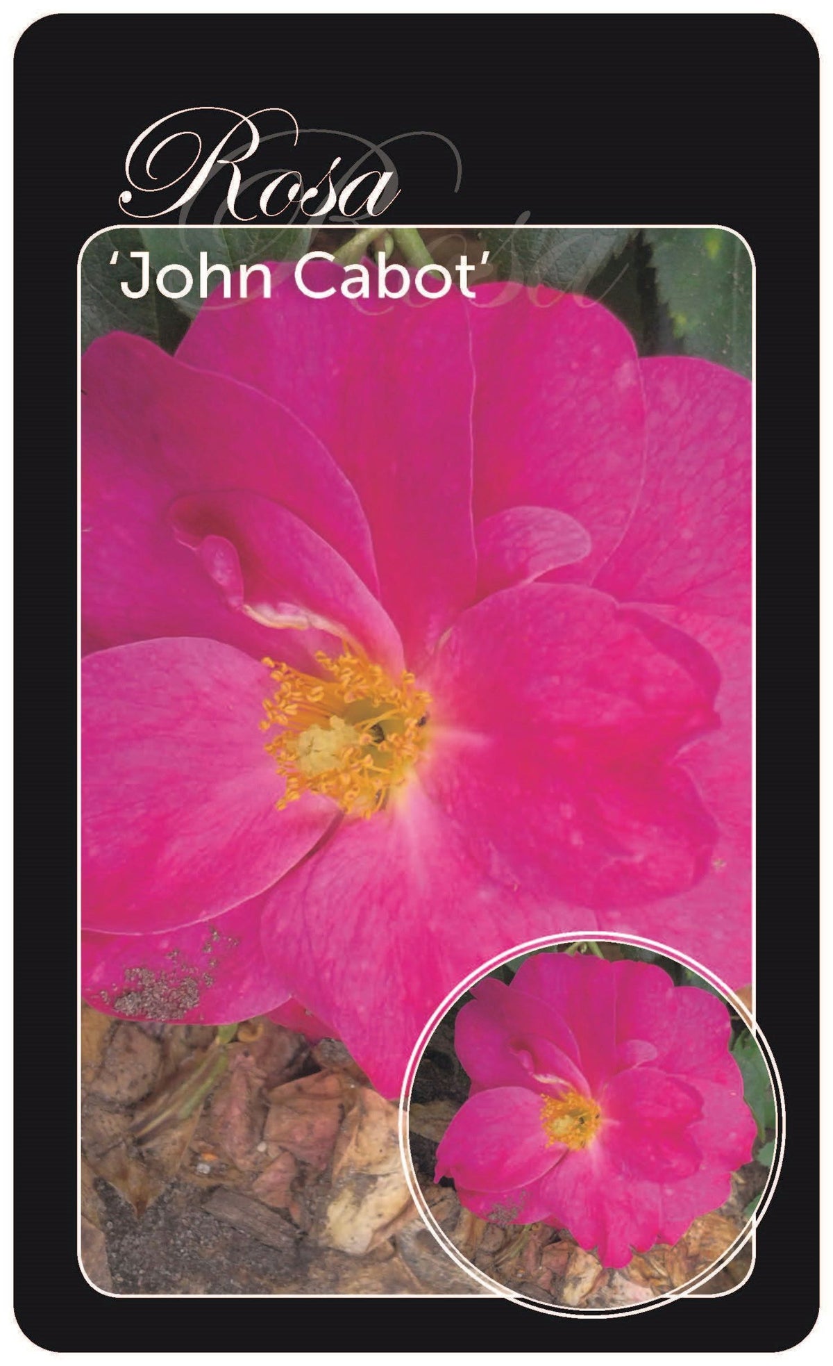 Rosa (H) &