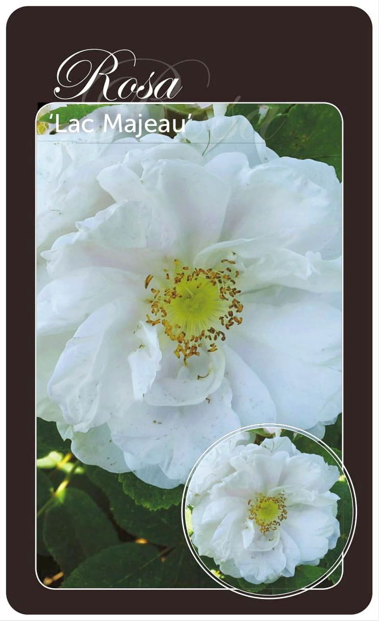 Rosa &