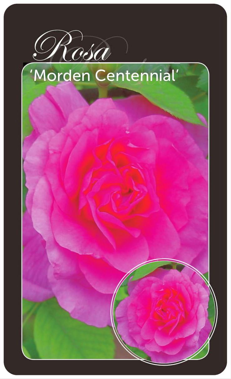 Rosa &
