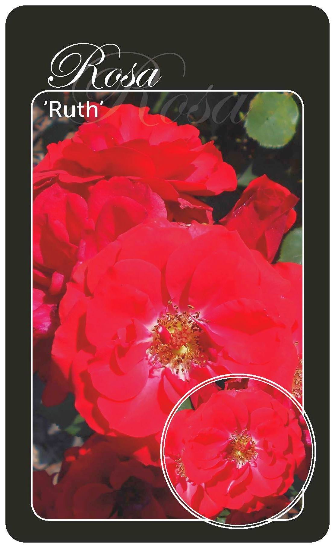 Rosa (T) &