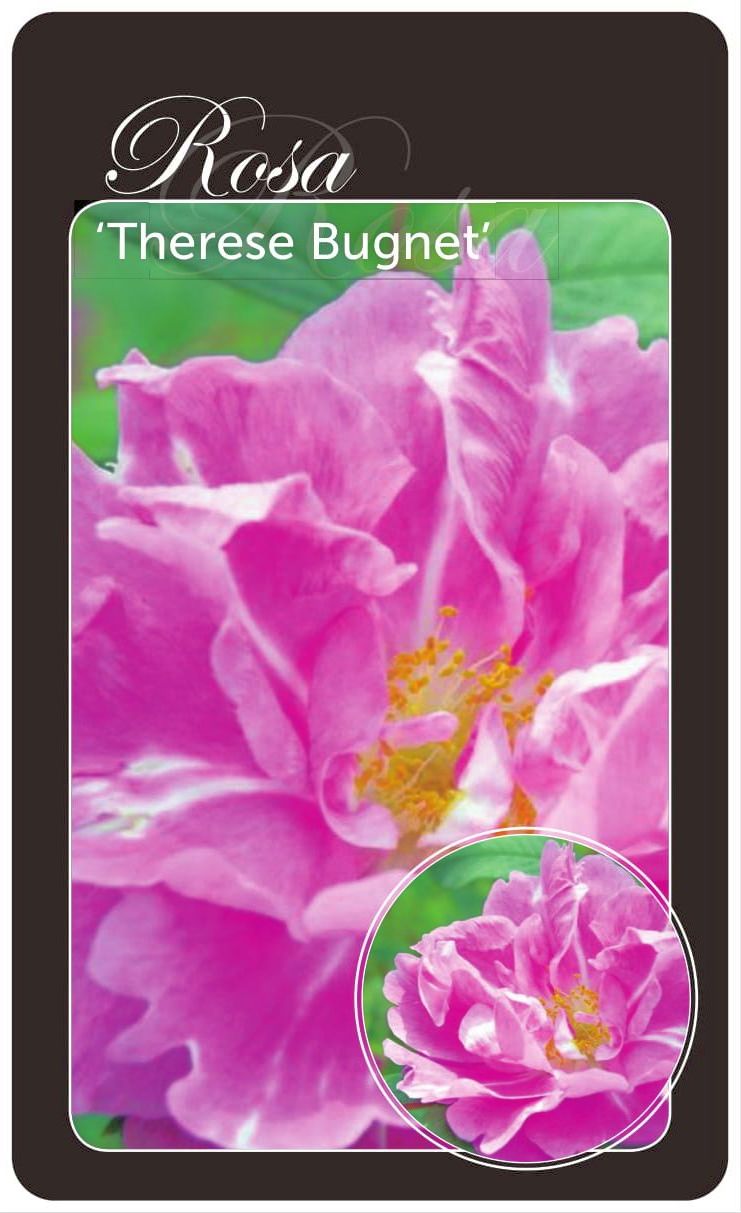 Rosa &