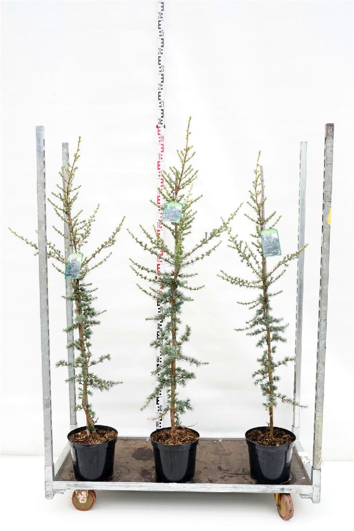 Cedrus libani &