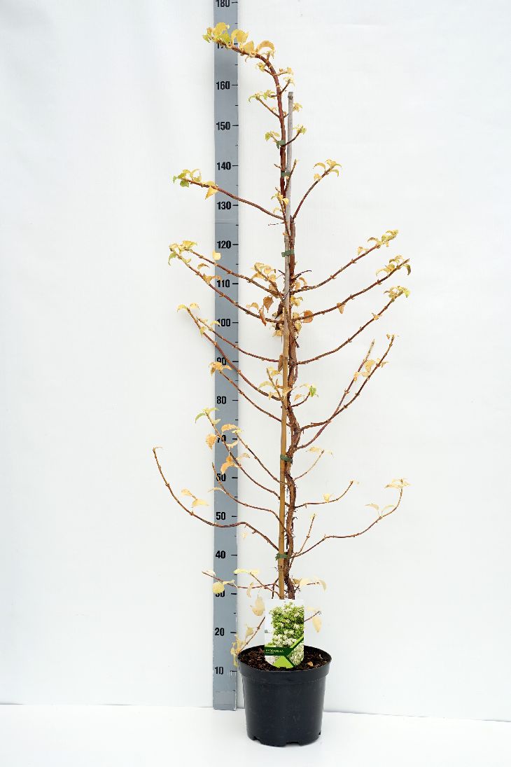 Hydrangea anomala petiolaris C5 (5 liters kruka) 150-175 cm