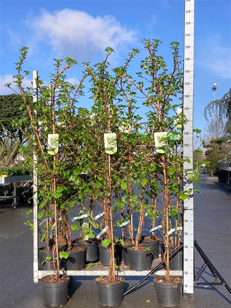 Hydrangea anomala petiolaris 150-175 cm, C5 (5 liters kruka)