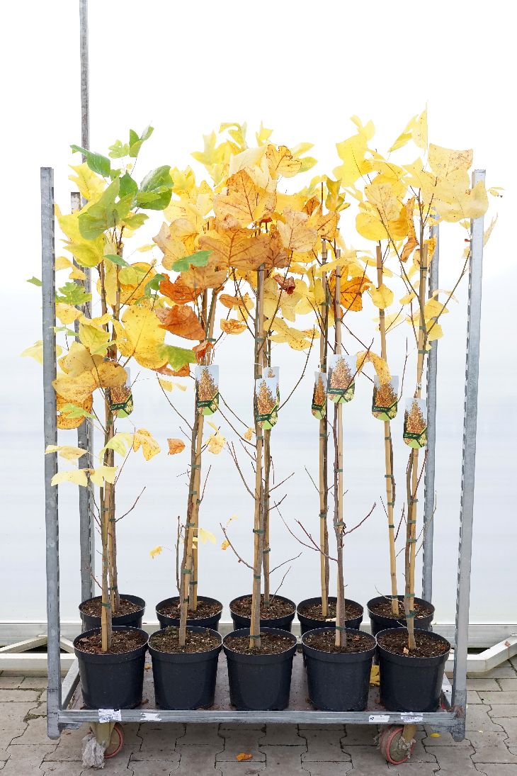 Liriodendron tulipifera C7,5 (7,5 liters kruka) 150-175 cm
