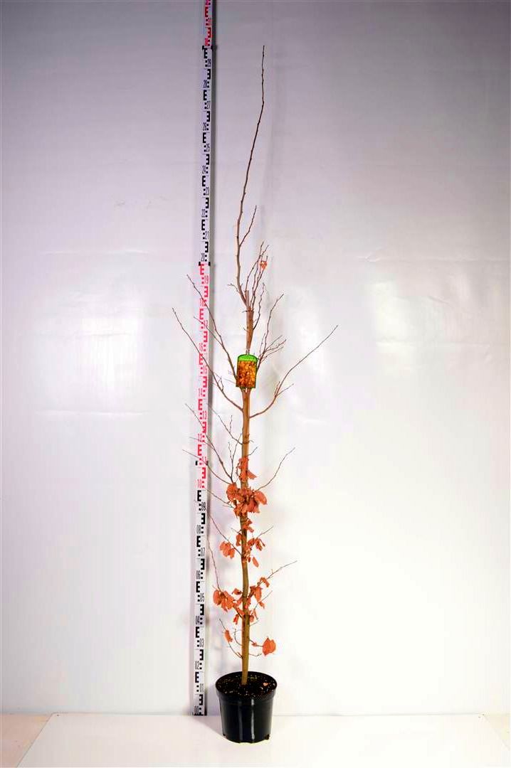Parrotia persica &
