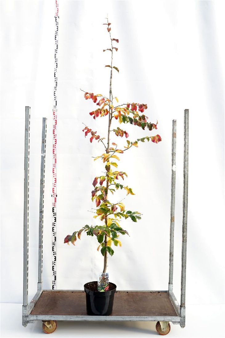 Parrotia persica &