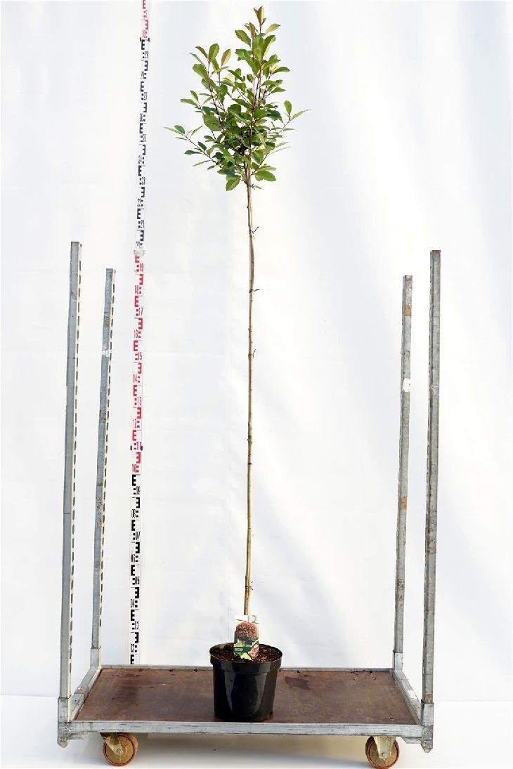 Photinia fraseri &