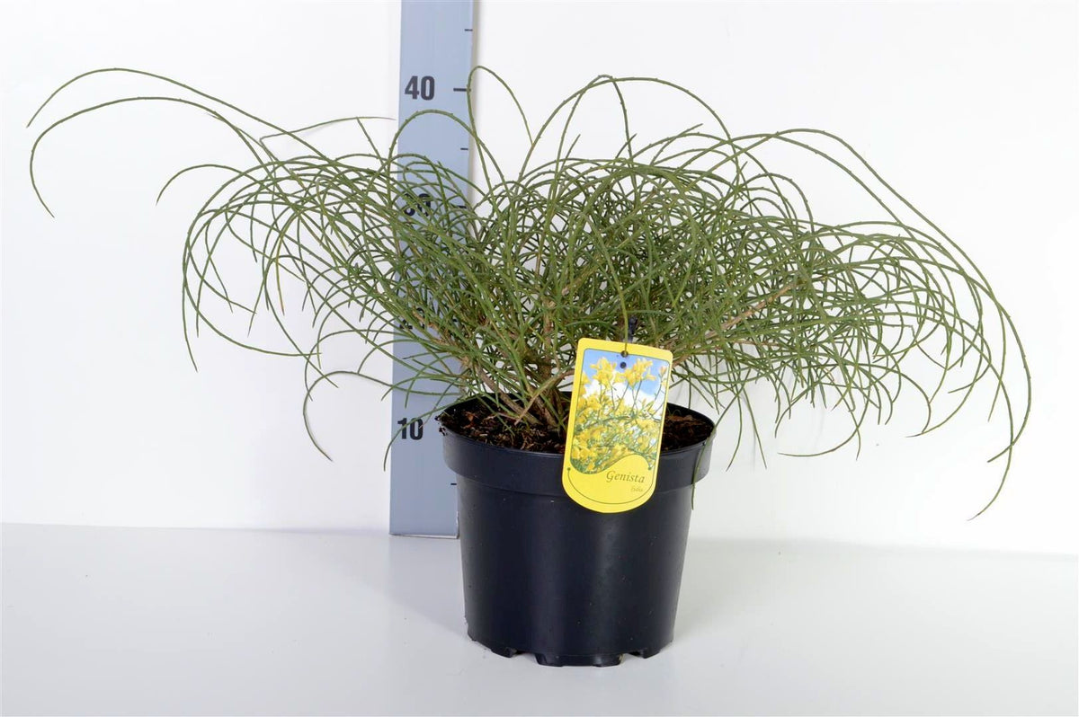 Genista lydia C4/P21 30-40 cm