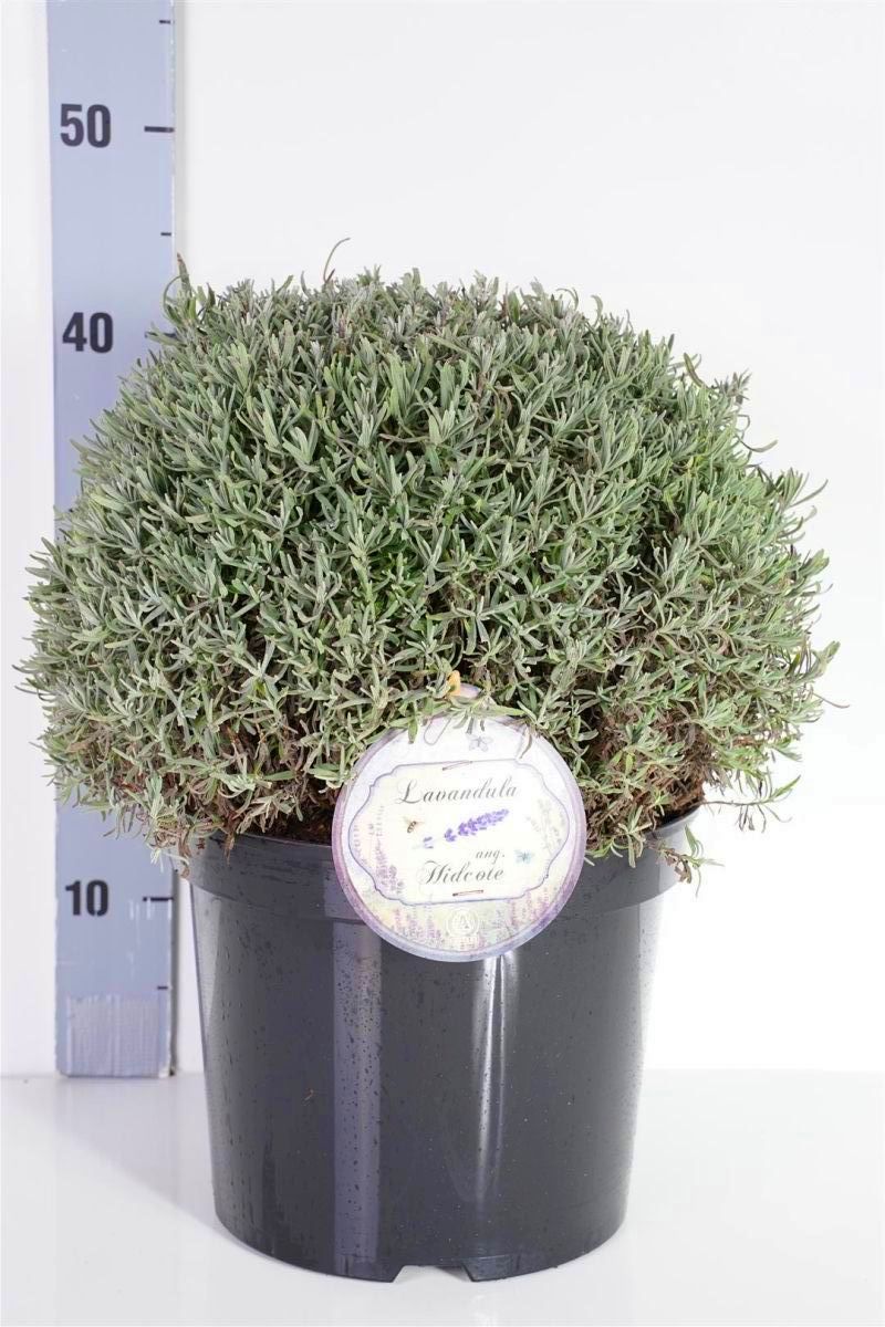 Lavandula angustifolia &