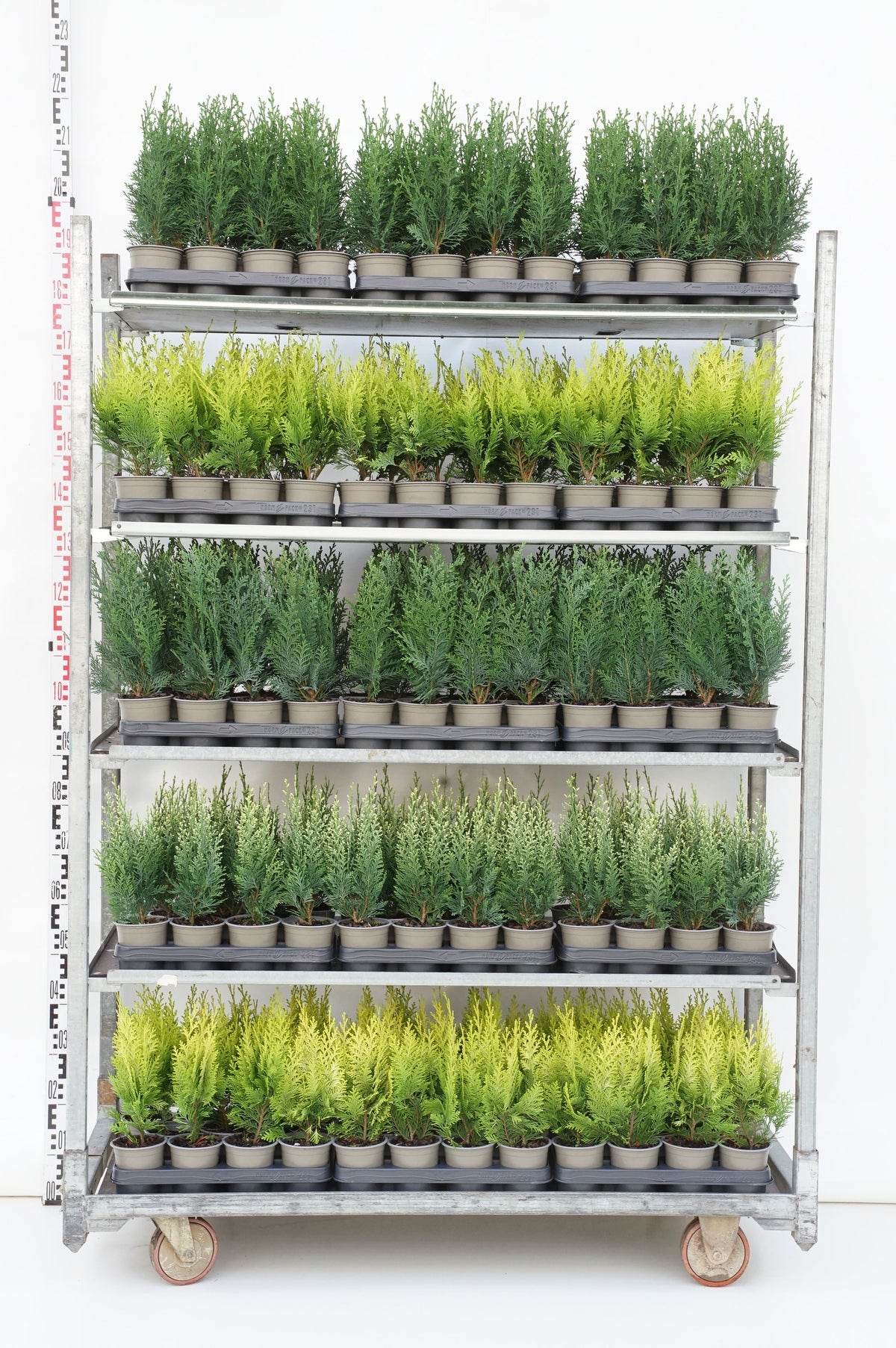 Chamaecyparis i sorter 11 cm kruka 25-30 cm