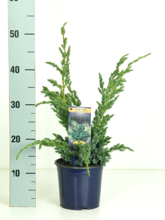 Juniperus squamata &