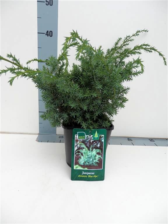 Juniperus chinensis &