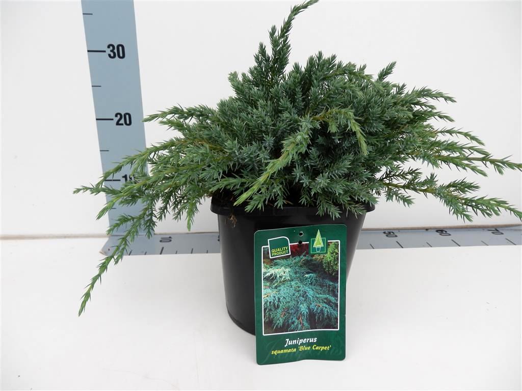 Juniperus squamata &
