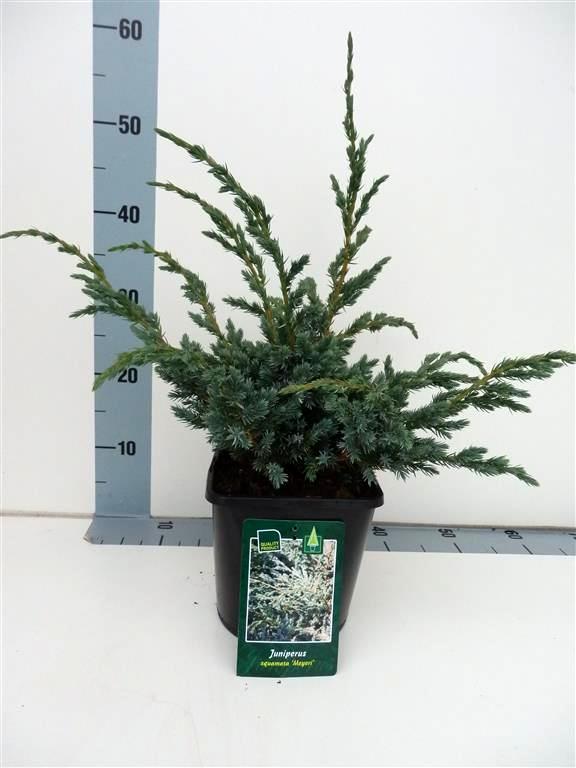 Juniperus squamata &