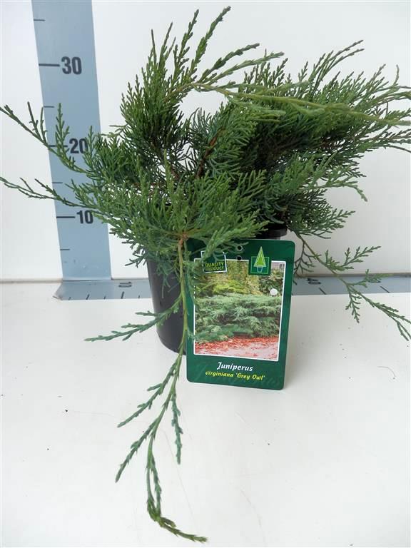 Juniperus virginiana &