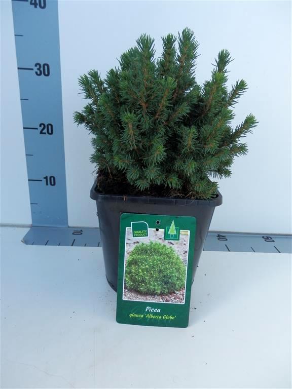 Picea glauca &