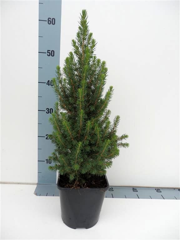 Picea glauca &