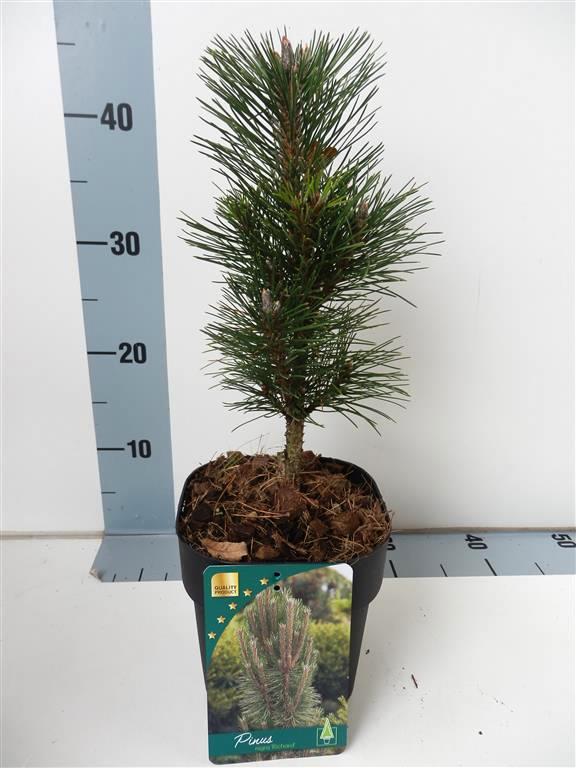 Pinus nigra &