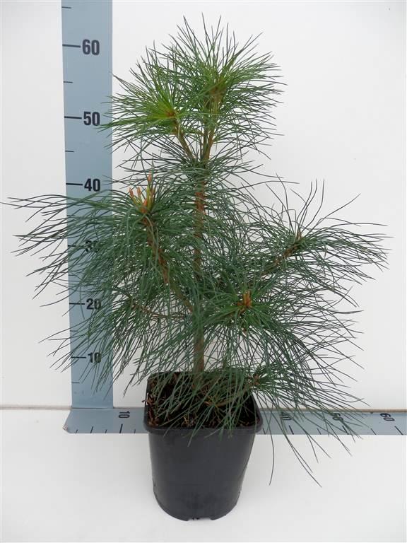 Pinus strobus C2 (2 liters kruka) 25-30 cm