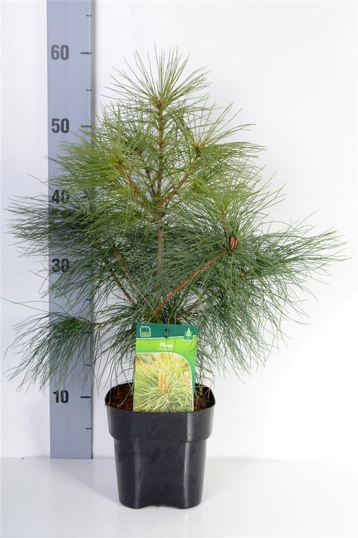 Pinus strobus C2 (2 liters kruka) / 17 cm kruka 30-35 cm