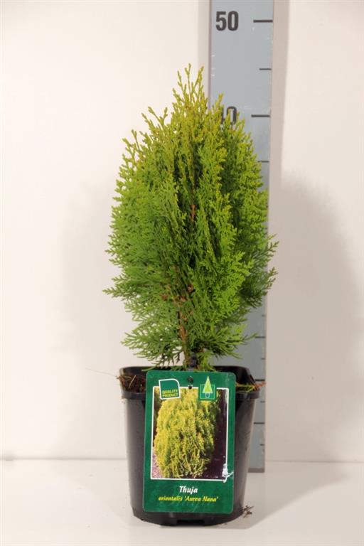 Platycladus orientalis &