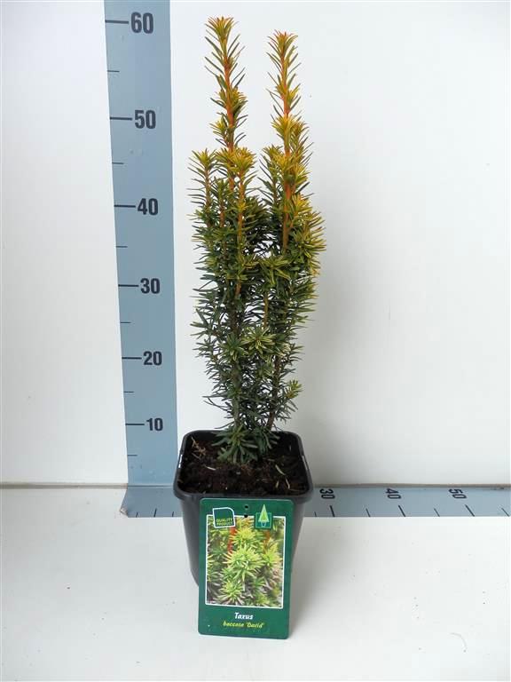 Taxus baccata &