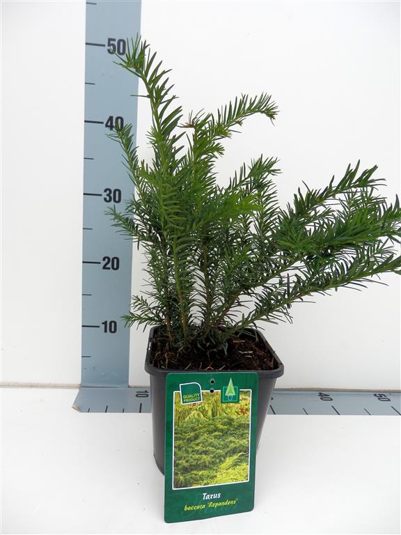 Taxus baccata &