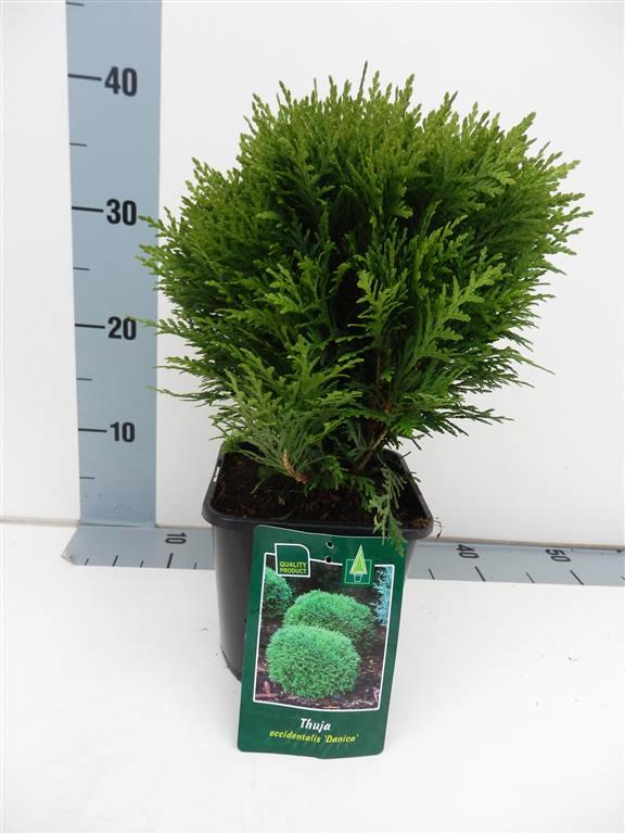 Thuja occidentalis &