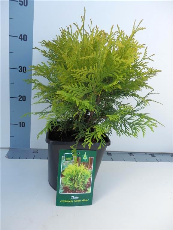 Thuja occidentalis &