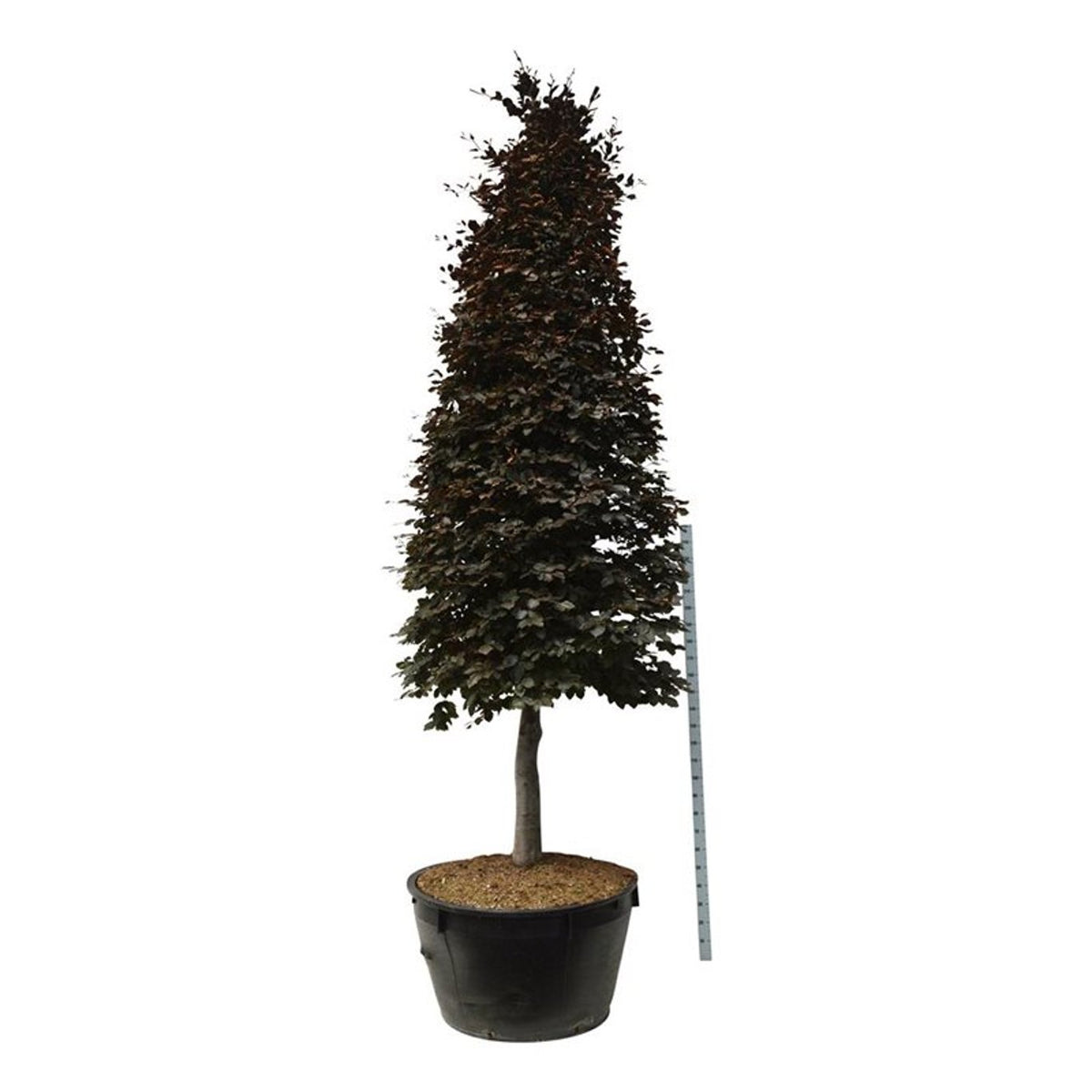 Fagus syl. &