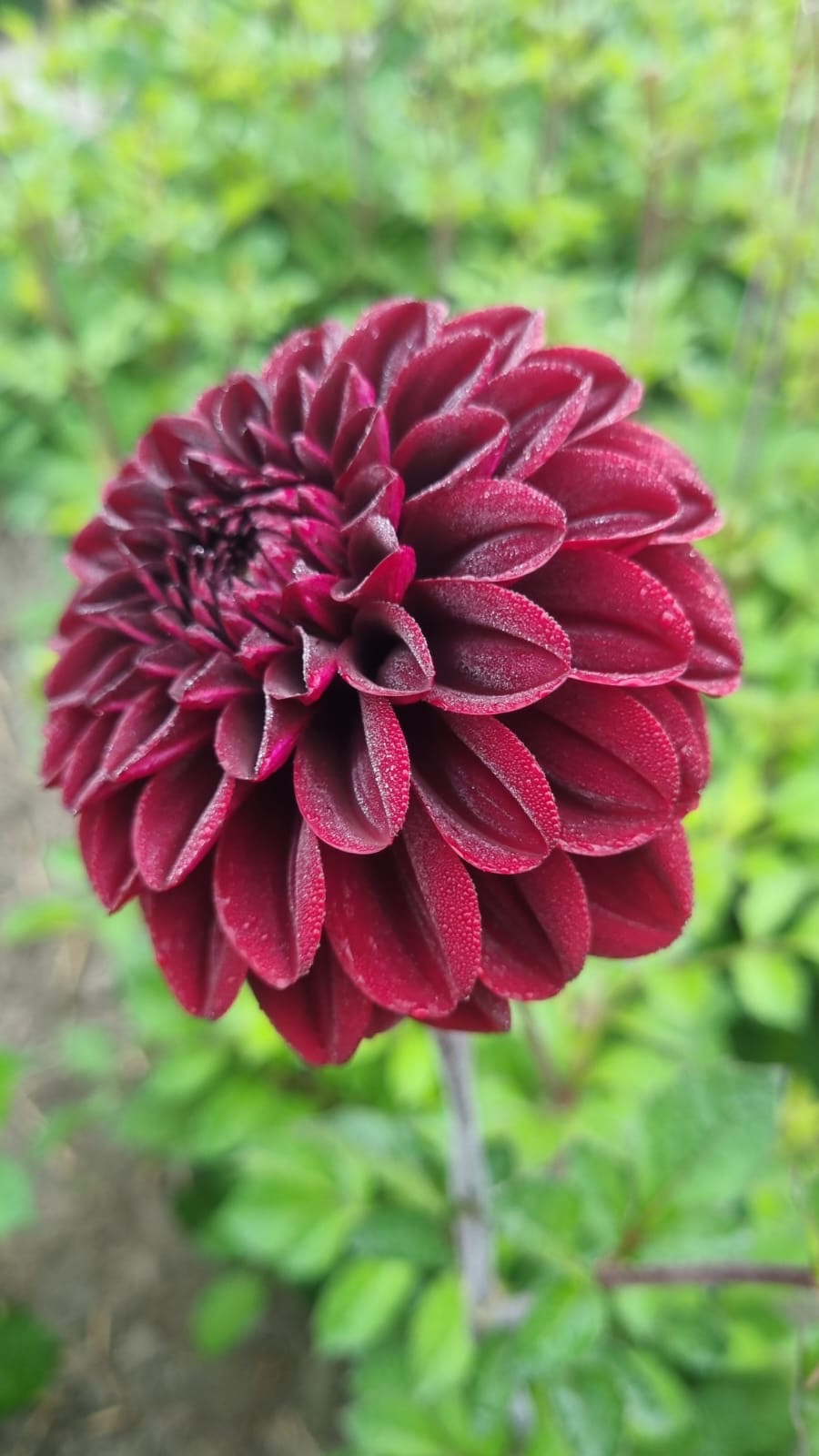 Dahlia Isa&