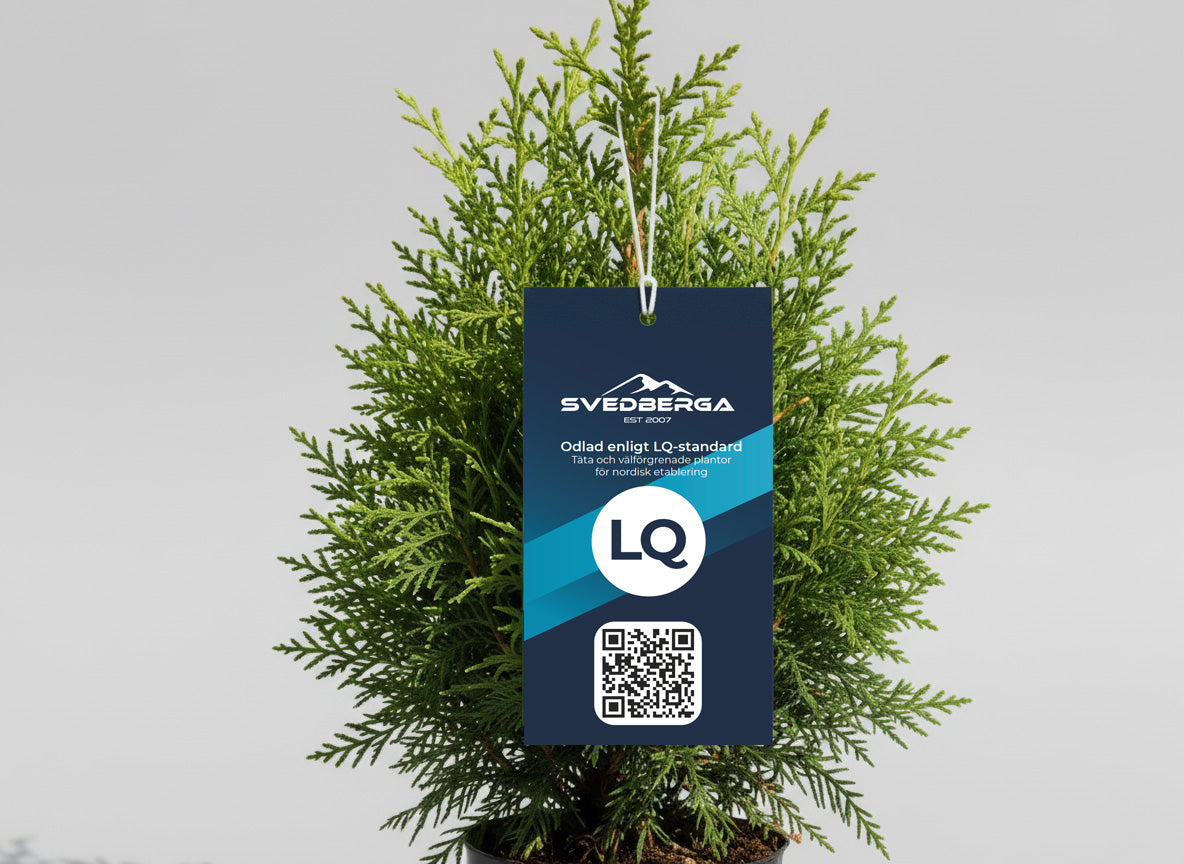 Thuja Brabant 140-160 - Rotklump - LQ