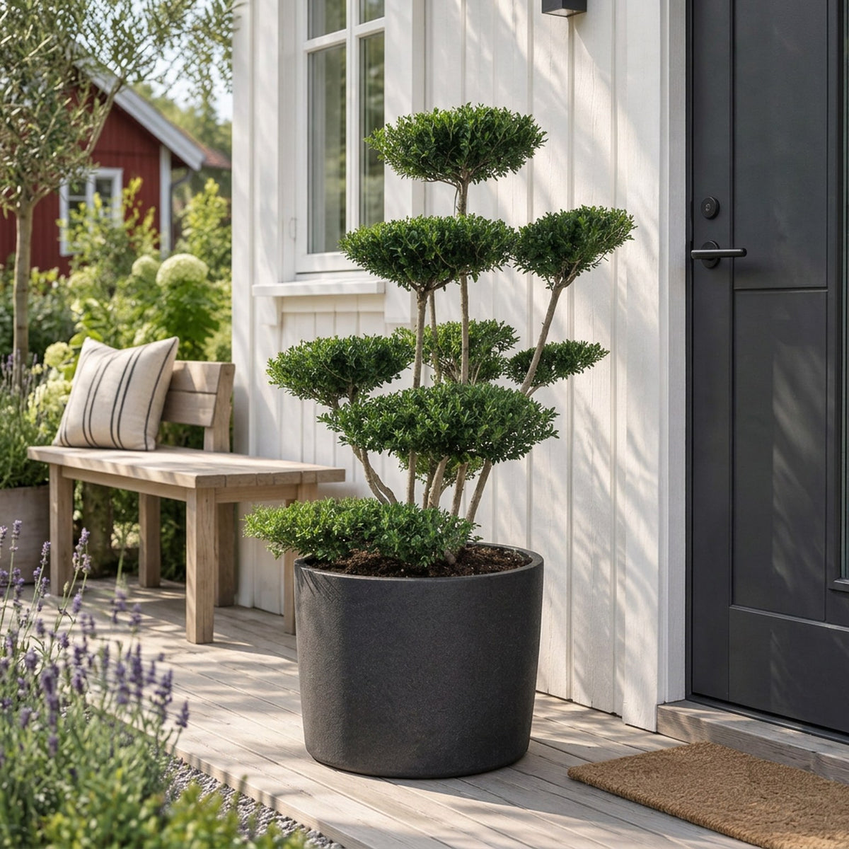 Ilex crenata &