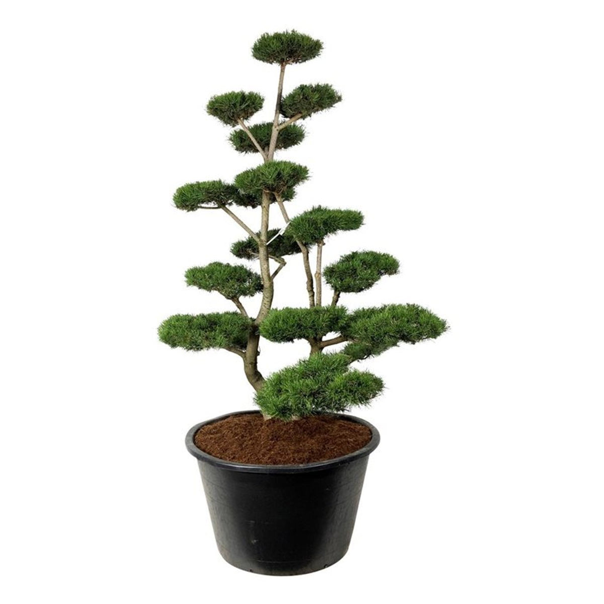 Pinus contorta Bonsai 200–225 cm C500