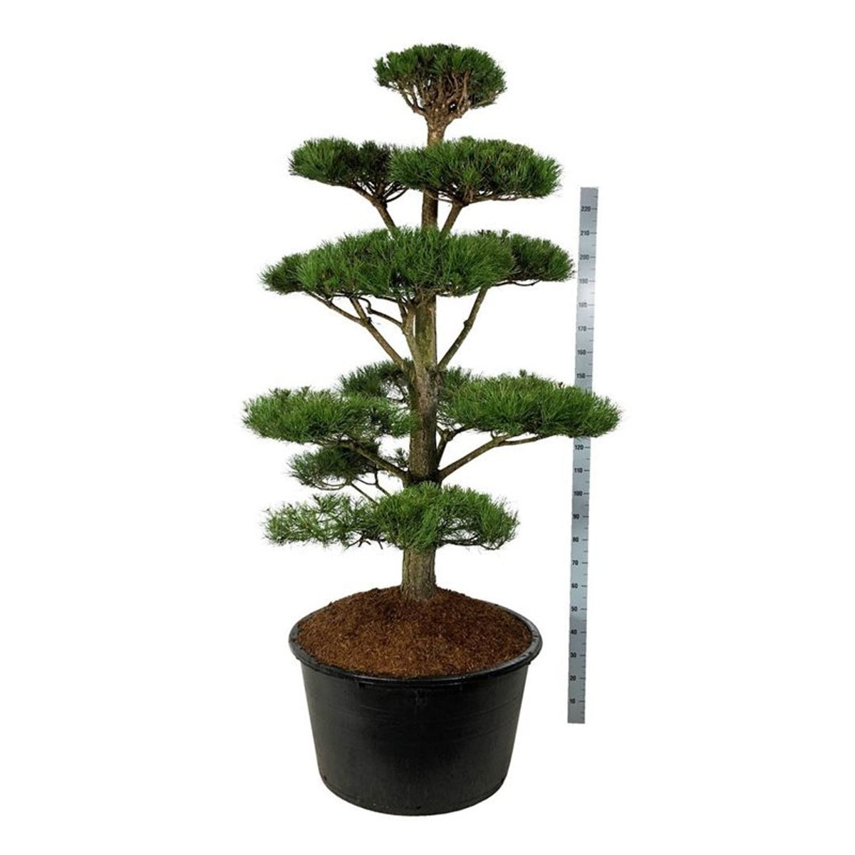 Pinus nigra nigra Bonsai 175–200 cm C285 (285 liters kruka)
