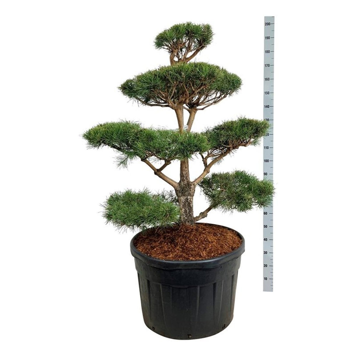 Pinus sylvestris Bonsai 100–125 cm C180 (180 liters kruka)