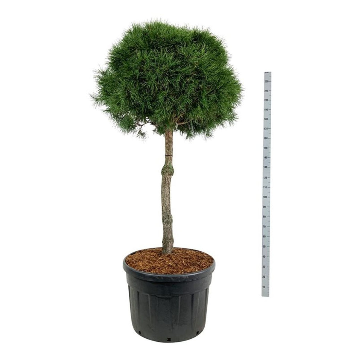 Pinus sylvestris Stamträd 100 cm, krona 90–100 cm, C180 (180 liters kruka)