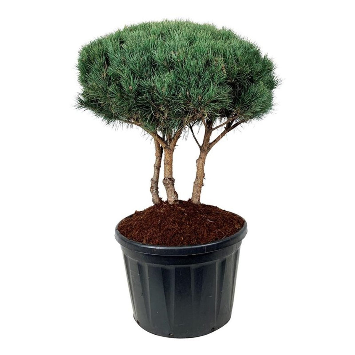 Pinus sylvestris &