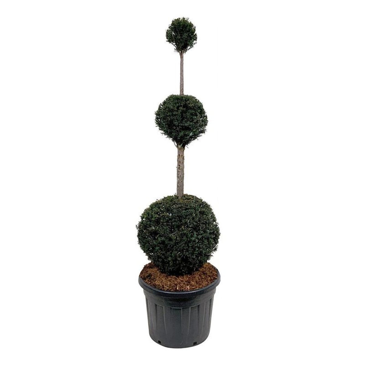 Taxus baccata Trippelklot 150-175 cm C90 (90 liters kruka)
