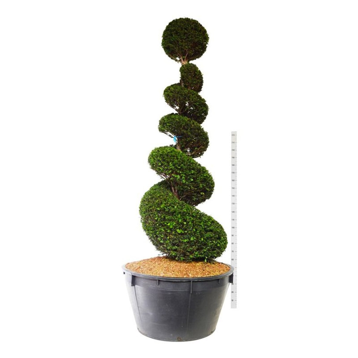Taxus baccata Spiral 225–250 cm C500 (500 liters kruka)