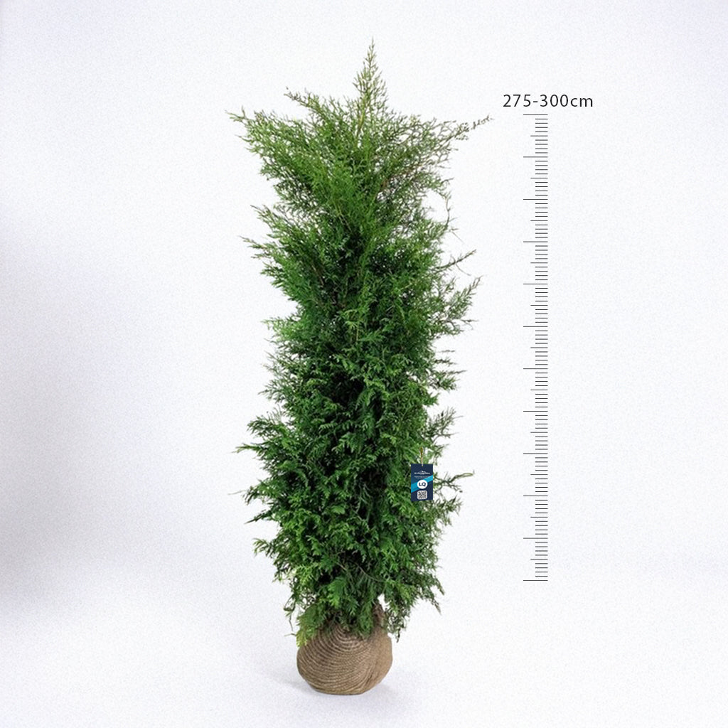 Thuja Brabant 275-300 - Rotklump - LQ