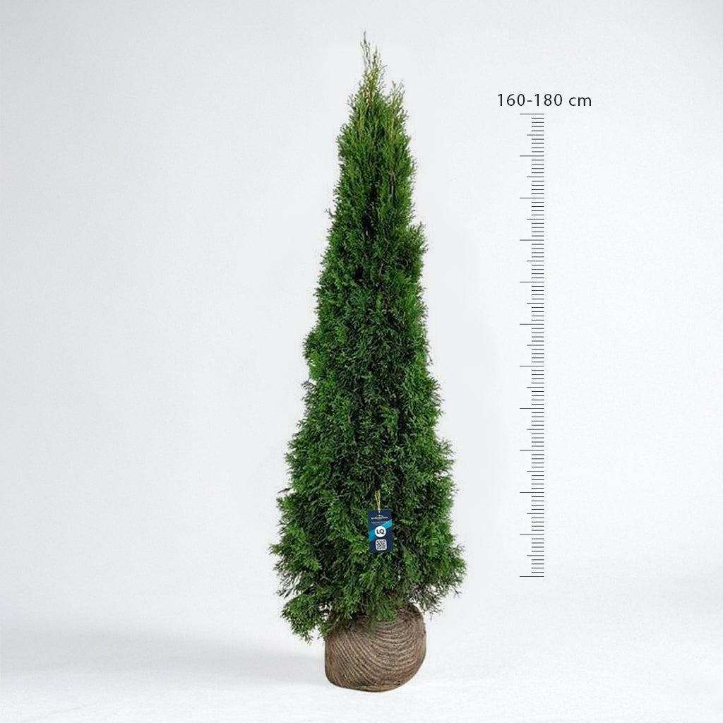 Thuja Smaragd 160-180 - Rotklump - LQ